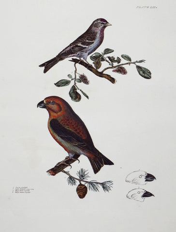 Prideaux John Selby (1788-1867), Parrot Crofsbill, Lefser Redpole Plt LIII