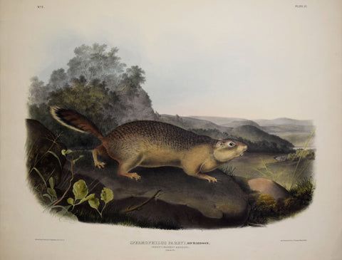 John James Audubon (1785-1851) & John Woodhouse Audubon (1812-1862), Parry's Marmot Squirrel Pl. IX