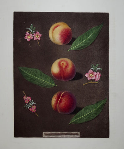 George Brookshaw (1751-1823), Peaches, Pl XXIX