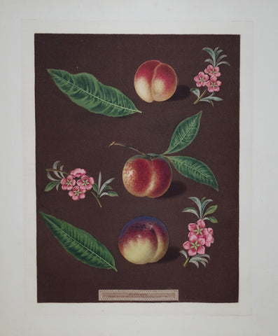 George Brookshaw (1751-1823), Peaches, Pl XXVIII