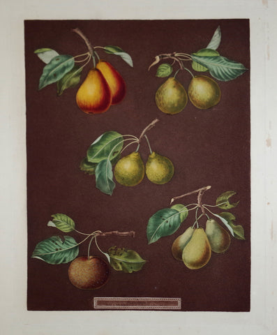 George Brookshaw (1751-1823), Pear, Pl LXXVII