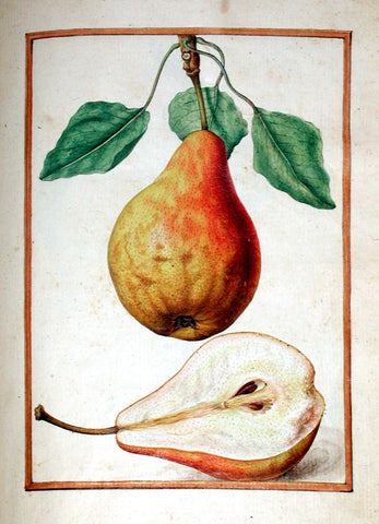 Jacques le Moyne de Morgues (French, ca. 1533-1588), Pear