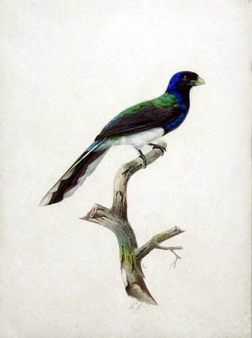 Auguste Pelletier (French, Fl.1800-1847), White-tailed Trogon