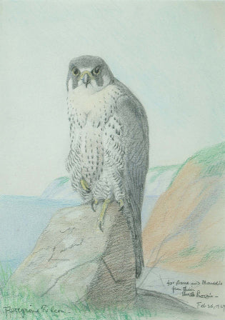 Louis Agassiz Fuertes (1874-1927), Peregrine Falcon