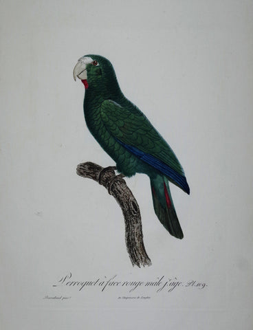 Jacques Barraband (1767-1809), Perroquet a face rouge male j'age Pt 109