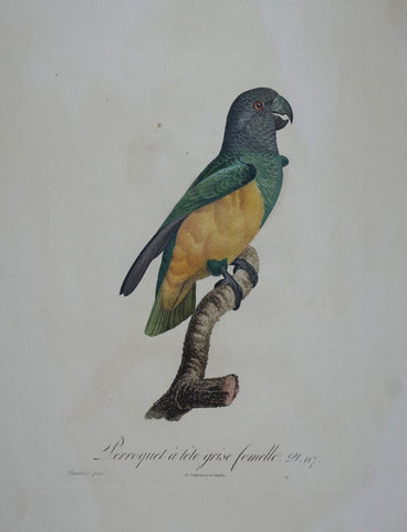 Jacques Barraband (1767-1809), Perroquet a tete grise femelle Pt 117