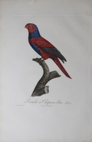 Jacques Barraband (1767-1809),  Perruche a Chaperon bleu Pt 54