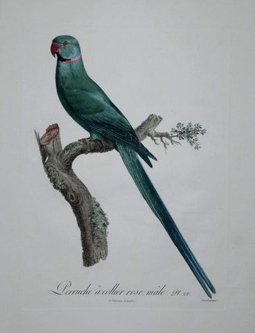 Jacques Barraband (1767-1809), Perruche a collier rose, male Pt 22
