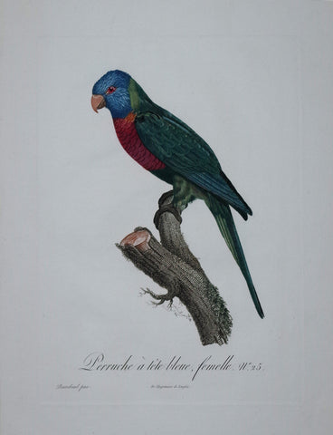 Jacques Barraband (1767-1809), Perruche a tete bleue femelle Pt 25