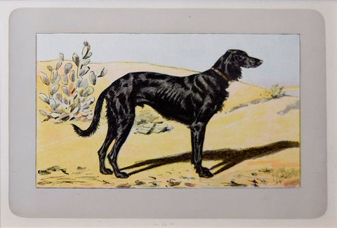 P. Mahler & J.B. Samat, Persian Greyhound