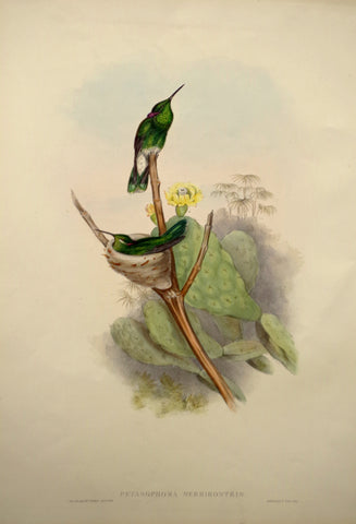 John Gould (1804-1881), Petasophora Serrirostris