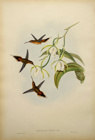 John Gould (1804-1881), Phaethornis Zonura