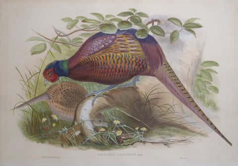 John Gould (1804-1881),  Phasianus Colchicus