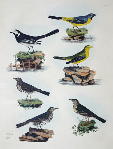 Prideaux John Selby (1788-1867), Pied Grey & Yellow Wagtail...