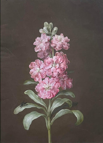 Barbara Regina Dietzsch (German, 1706-1783), Pink Primrose