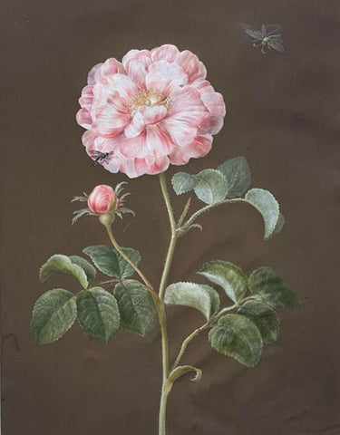 Barbara Regina Dietzsch (German, 1706-1783), Pink and White Striped Rose with an Insect
