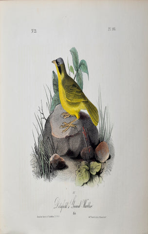 John James Audubon (American, 1785-1851), Pl 103 - Delafield's Ground-Warbler