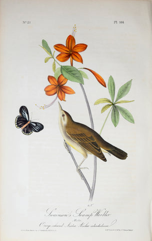 John James Audubon (American, 1785-1851), Pl 104 - Swainson's Swamp Warbler
