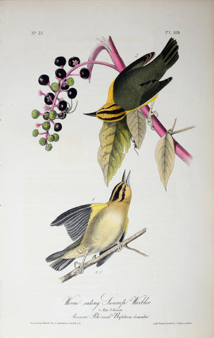 John James Audubon (American, 1785-1851), Pl 105 - Worm-eating Swamp Warbler