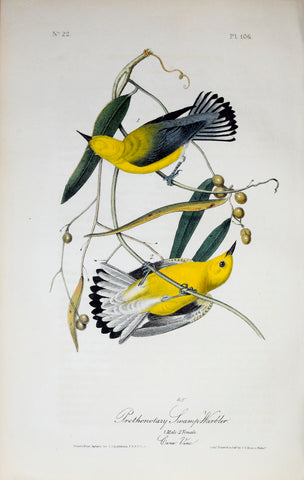John James Audubon (American, 1785-1851), Pl 106 - Prothonotary Swamp-Warbler