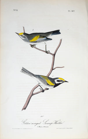 John James Audubon (American, 1785-1851), Pl 107 - Gold-winged Swamp-Warbler