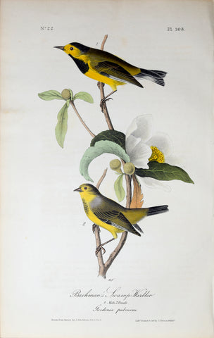 John James Audubon (American, 1785-1851), Pl 108 - Bachman's Swamp-Warbler