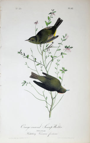 John James Audubon (American, 1785-1851), Pl 112 - Orange-crowned Swamp-Warbler