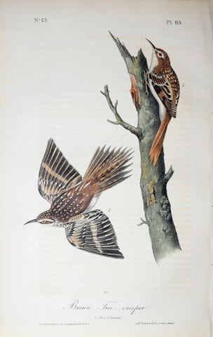John James Audubon (American, 1785-1851), Pl 115 - Brown Tree-creeper