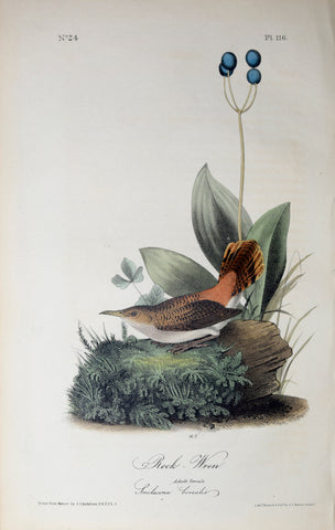 John James Audubon (American, 1785-1851), Pl 116 - Rock Wren