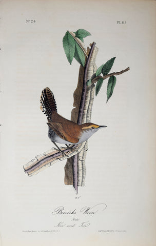 John James Audubon (American, 1785-1851), Pl 118 - Bewicks Wren