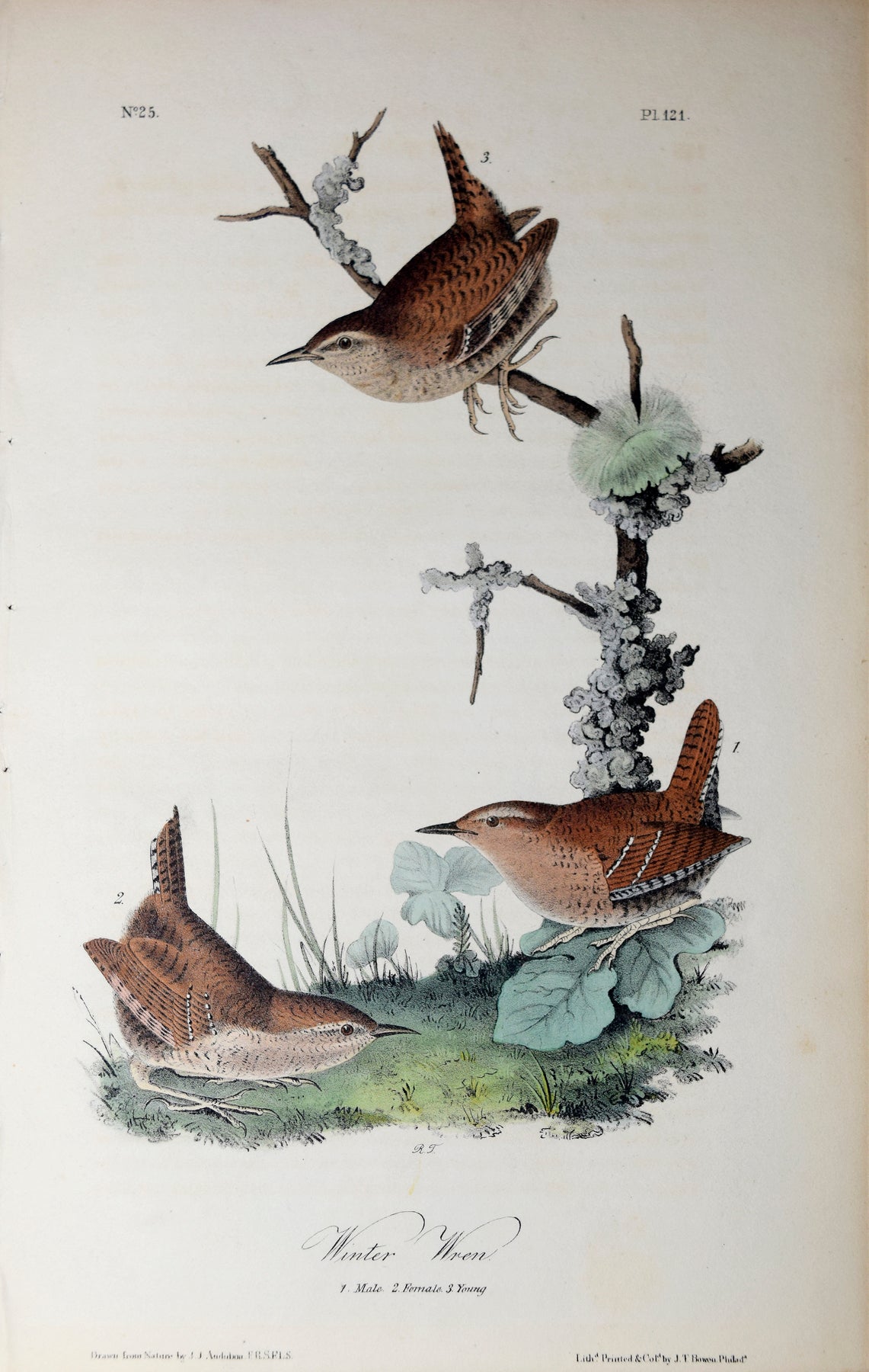 【リトグラフ】オーデュボン「アメリカの鳥類」NO.12 PL.59 単葉 初版 リトグラフ】オーデュボン「アメリカの鳥類」NO.12 PL.59 単葉