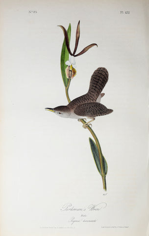 John James Audubon (American, 1785-1851), Pl 122 - Parkman's Wren