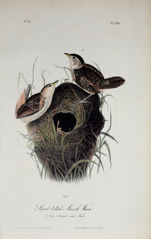 John James Audubon (American, 1785-1851), Pl 124 - Short-billed Marsh Wren