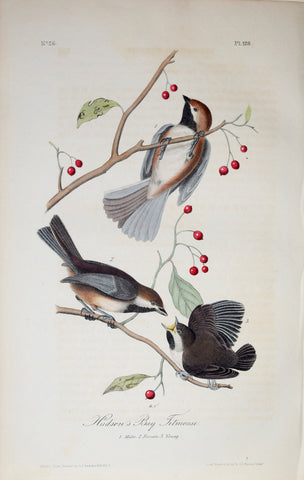 John James Audubon (American, 1785-1851), Pl 128 - Hudson's Bay Titmouse
