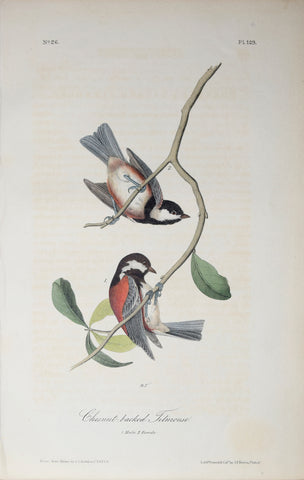 John James Audubon (American, 1785-1851), Pl 129 - Chestnut-backed Titmouse