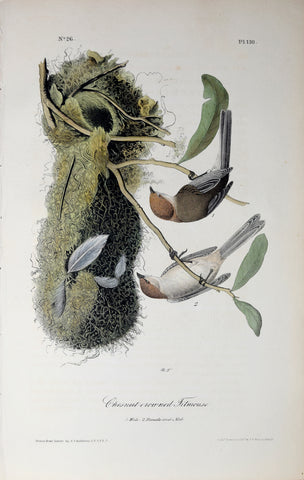 John James Audubon (American, 1785-1851), Pl 130 - Chestnut-crowned Titmouse