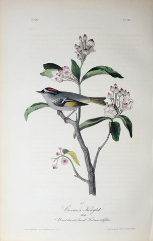 John James Audubon (American, 1785-1851), Pl 131 - Cuvier's Kinglet