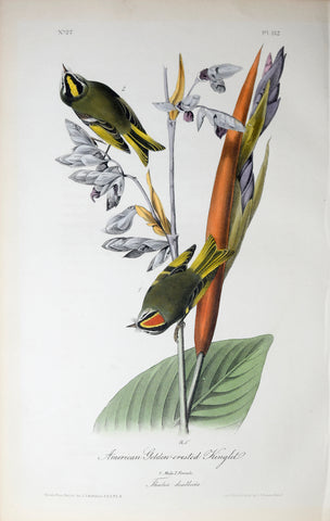 John James Audubon (American, 1785-1851), Pl 132 - American Golden-crested Kinglet
