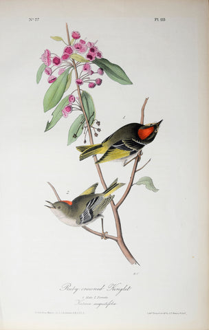 John James Audubon (American, 1785-1851), Pl 133 - Ruby-crowned Kinglet