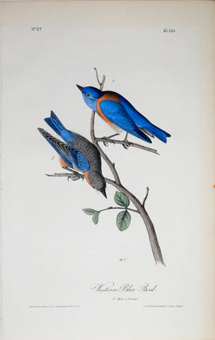 John James Audubon (American, 1785-1851), Pl 135 - Western Blue Bird