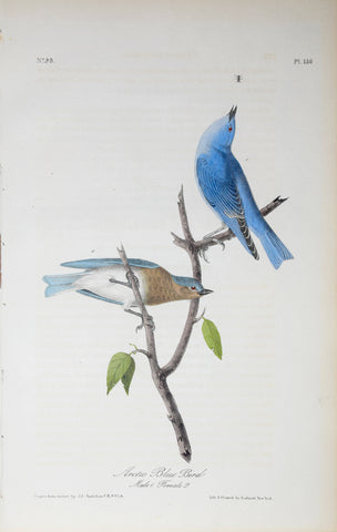 John James Audubon (American, 1785-1851), Pl 136 - Arctic Blue Bird