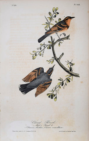 John James Audubon (American, 1785-1851), Pl 143 - Varied Thrush