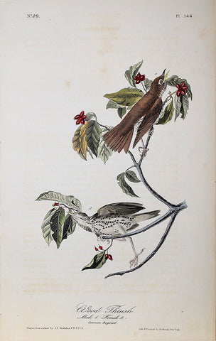 John James Audubon (American, 1785-1851), Pl 144 - Wood Thrush