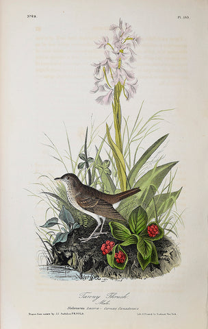 John James Audubon (American, 1785-1851), Pl 145 - Tawny Thrush