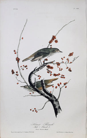 John James Audubon (American, 1785-1851), Pl 146 - Hermit Thrush