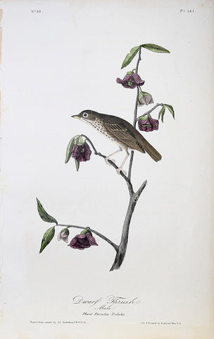 John James Audubon (American, 1785-1851), Pl 147 - Dwarf Thrush