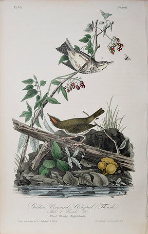 John James Audubon (American, 1785-1851), Pl 148 - Golden Crowned Wagtail (Thrush)
