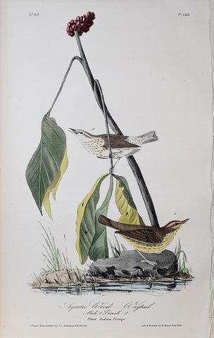John James Audubon (American, 1785-1851), Pl 149 - Aquatic Wood-Wagtail
