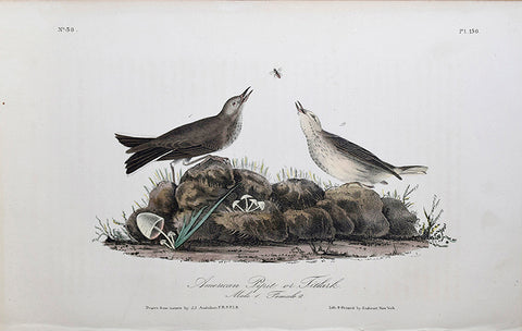 John James Audubon (American, 1785-1851), Pl 150 - American Pipit or Titlark