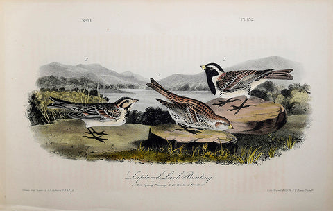 John James Audubon (American, 1785-1851), Pl 152 - Lapland Lark Bunting